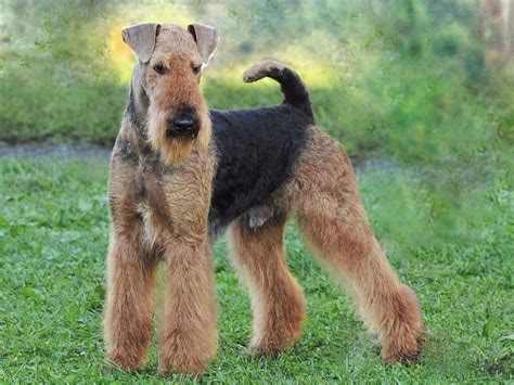 miniature airedale terrier puppies for sale|airedale terrier puppies near me.